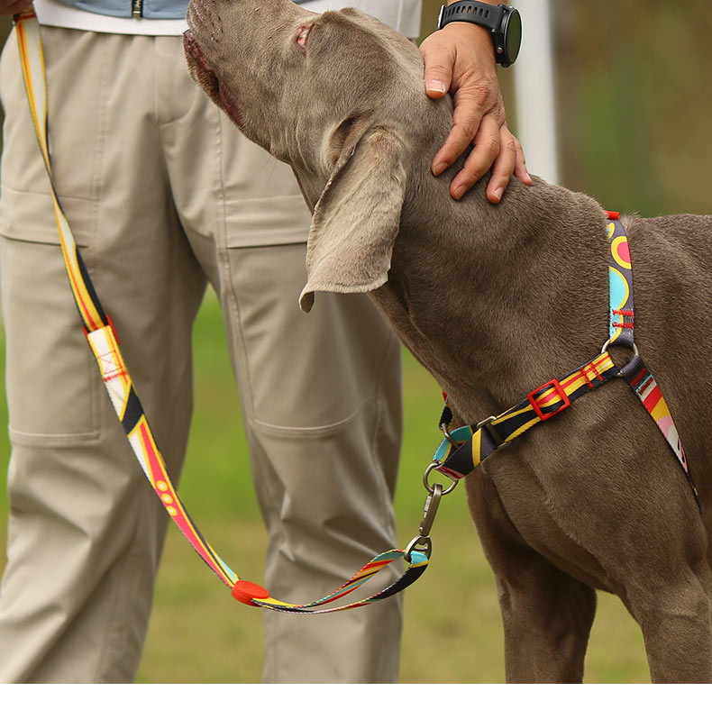 custom collar.jpg